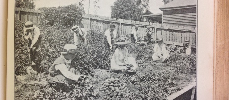 School children harvesting and weighing potatoes 1917