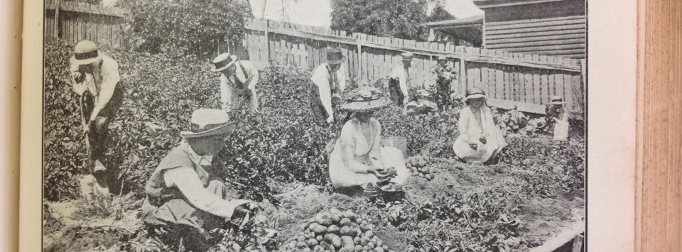 School children harvesting and weighing potatoes 1917